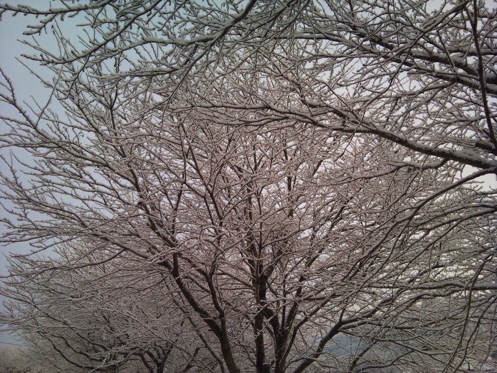 桜と雪